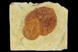 Pair Of Fossil Leaves (Zizyphoides & Beringiaphyllum) - Montana #115202-2